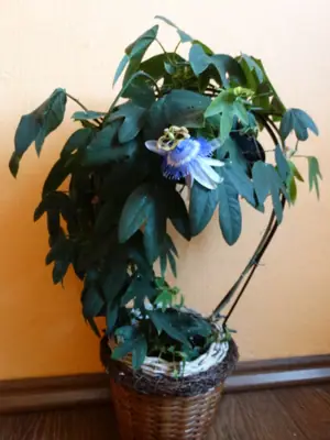 Mučenka (Passiflora) - vše o mučenkách