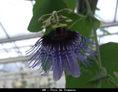 Mučenka (Passiflora) - vše o mučenkách