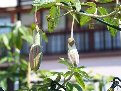 Mučenka (Passiflora) - vše o mučenkách