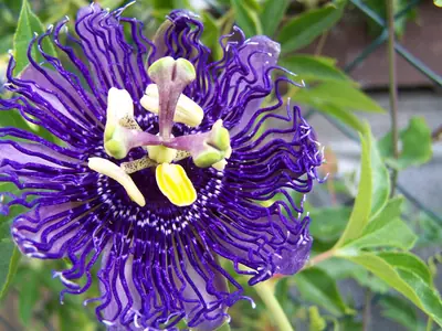 Mučenka (Passiflora) - vše o mučenkách