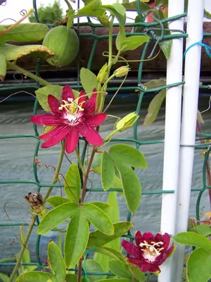 Mučenka (Passiflora) - vše o mučenkách