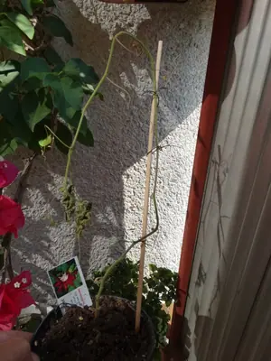 Mučenka (Passiflora) - vše o mučenkách