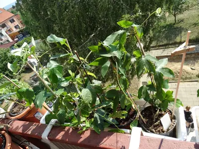 Mučenka (Passiflora) - vše o mučenkách