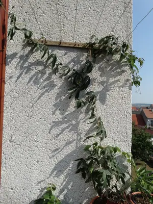 Mučenka (Passiflora) - vše o mučenkách