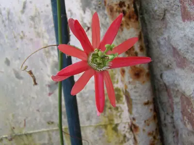 Mučenka (Passiflora) - vše o mučenkách