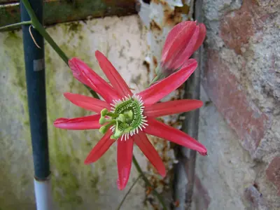 Mučenka (Passiflora) - vše o mučenkách