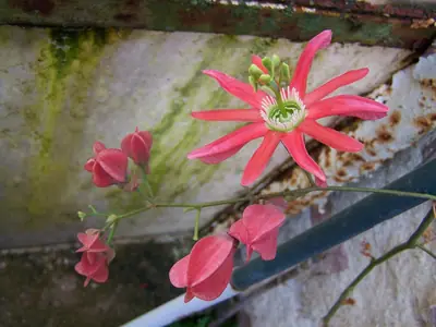 Mučenka (Passiflora) - vše o mučenkách