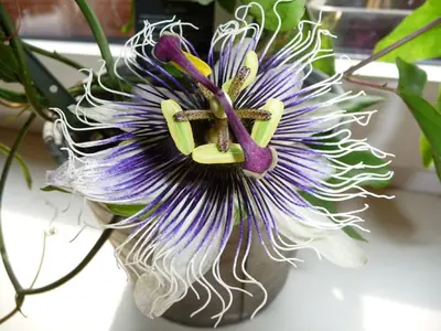 Mučenka (Passiflora) - vše o mučenkách