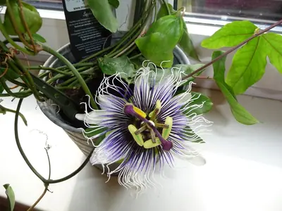 Mučenka (Passiflora) - vše o mučenkách