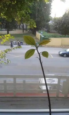 Avokádo pěstování