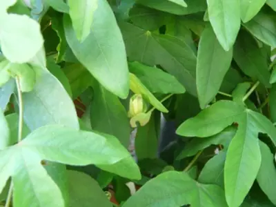 Mučenka (Passiflora) - vše o mučenkách