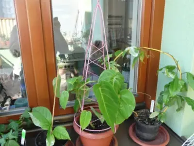 Mučenka (Passiflora) - vše o mučenkách