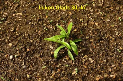 Lukon - glads - zkušenosti, recenze