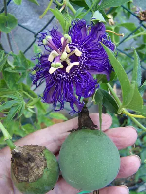 Mučenka (Passiflora) - vše o mučenkách