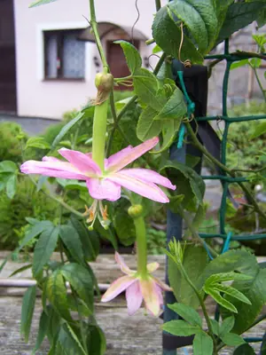 Mučenka (Passiflora) - vše o mučenkách