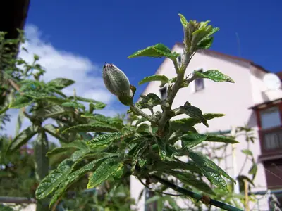 Mučenka (Passiflora) - vše o mučenkách