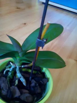 Orchidej Phalenopsis