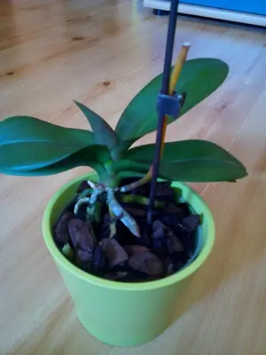 Orchidej Phalenopsis