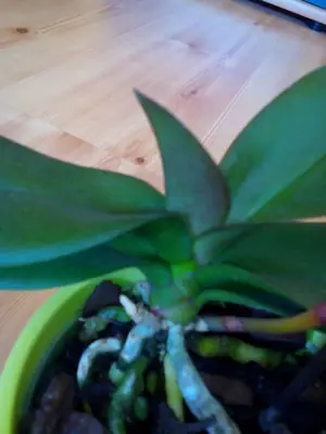 Orchidej Phalenopsis