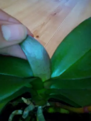 Orchidej Phalenopsis