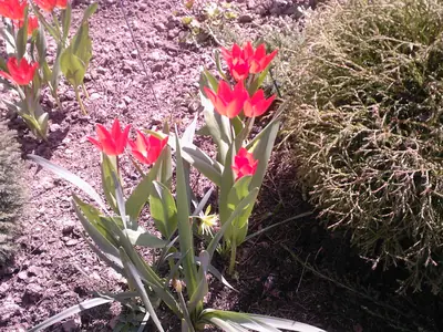 Proč se vlastně mají tulipány vykopávat?