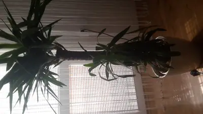 Yucca elephantipes - usychání