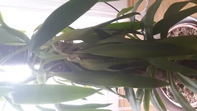 Yucca elephantipes - usychání