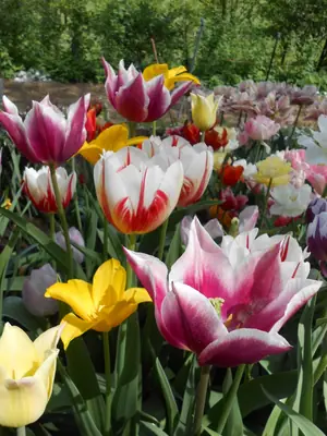 Proč se vlastně mají tulipány vykopávat?