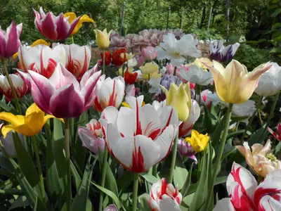 Proč se vlastně mají tulipány vykopávat?