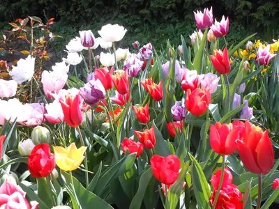 Proč se vlastně mají tulipány vykopávat?