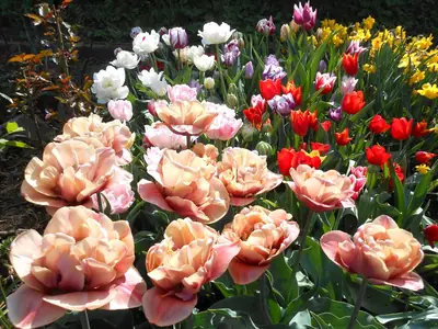 Proč se vlastně mají tulipány vykopávat?