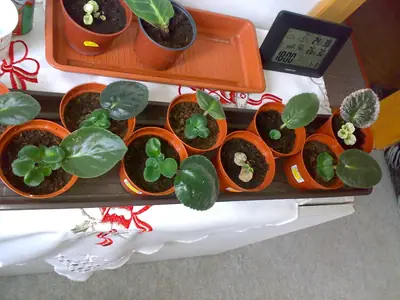 Africké fialky - pěstování