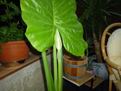 Alocasia calidora