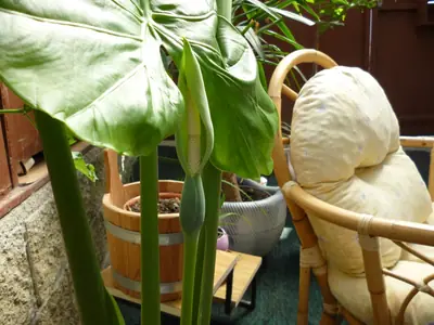 Alocasia calidora