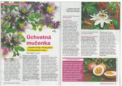 Mučenka (Passiflora) - vše o mučenkách