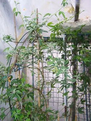 Mučenka (Passiflora) - vše o mučenkách