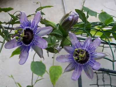 Mučenka (Passiflora) - vše o mučenkách