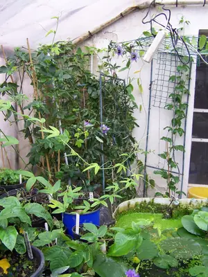 Mučenka (Passiflora) - vše o mučenkách