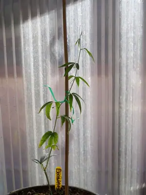 Mučenka (Passiflora) - vše o mučenkách