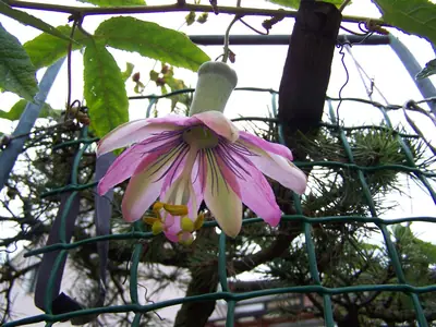 Mučenka (Passiflora) - vše o mučenkách