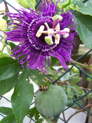 Mučenka (Passiflora) - vše o mučenkách