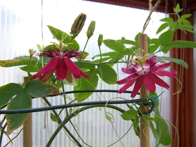 Mučenka (Passiflora) - vše o mučenkách