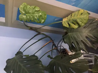 Monstera - problém s novými listy