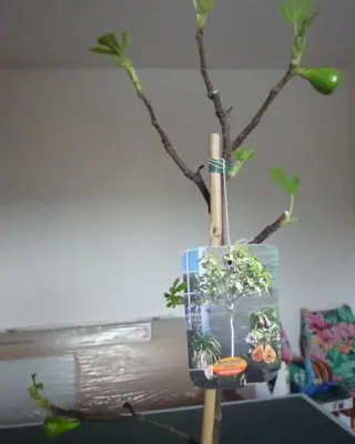 Fíkovník / Ficus carica /