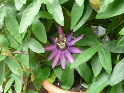 Mučenka (Passiflora) - vše o mučenkách