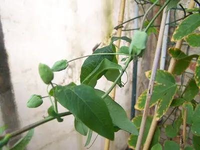 Mučenka (Passiflora) - vše o mučenkách
