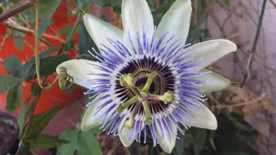 Mučenka (Passiflora) - vše o mučenkách