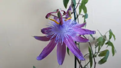 Mučenka (Passiflora) - vše o mučenkách