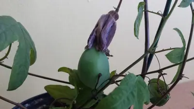 Mučenka (Passiflora) - vše o mučenkách