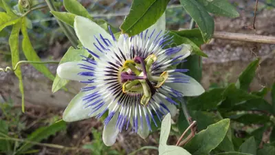 Mučenka (Passiflora) - vše o mučenkách